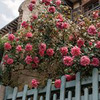 лучшие фото Дара Мускат лучшие фото Дара Мускат