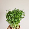 реклама в блоге Ольга Raw_vegfood реклама в блоге Ольга Raw_vegfood