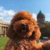 реклама у блоггера Александра Македонская реклама у блоггера Александра Македонская