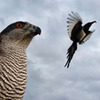 лучшие фото Ника Зубра лучшие фото Ника Зубра
