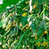 фотография urozhainyi_ogorod фотография urozhainyi_ogorod