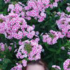 реклама у блогера Светлана sad_dlia_dushi реклама у блогера Светлана sad_dlia_dushi