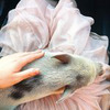 реклама на блоге vegdaria реклама на блоге vegdaria