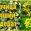 реклама на блоге Зеленая планета реклама на блоге Зеленая планета