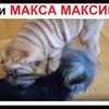 реклама на блоге maxmaximov3587 реклама на блоге maxmaximov3587