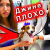 фотография ellidi_pets фотография ellidi_pets