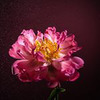 заказать рекламу у блоггера Анастасия mama_uragana заказать рекламу у блоггера Анастасия mama_uragana