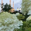 реклама у блоггера Элис Газетова реклама у блоггера Элис Газетова