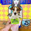 реклама в блоге Elli Di Pets реклама в блоге Elli Di Pets