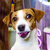 заказать рекламу у блогера Elli Di Pets заказать рекламу у блогера Elli Di Pets