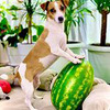 реклама у блогера Elli Di Pets реклама у блогера Elli Di Pets