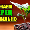 фото urozhainyi_ogorod фото urozhainyi_ogorod