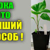 фотография urozhainyi_ogorod фотография urozhainyi_ogorod