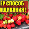фото на странице urozhainyi_ogorod фото на странице urozhainyi_ogorod