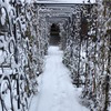 реклама у блогера urozhainyi_ogorod реклама у блогера urozhainyi_ogorod