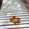 фотография Инна Плетнева фотография Инна Плетнева