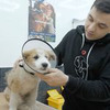 фотография sobakafun фотография sobakafun
