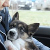 фото на странице sobakafun фото на странице sobakafun