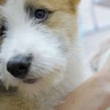 лучшие фото sobakafun лучшие фото sobakafun