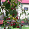 новое фото za_larisa новое фото za_larisa