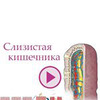 фотография katerina_dietolog фотография katerina_dietolog