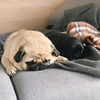 реклама в блоге Василий pug_leonid реклама в блоге Василий pug_leonid