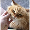 фотография olja_handmade фотография olja_handmade