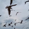 реклама на блоге Алла Гуркинфель реклама на блоге Алла Гуркинфель