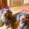 фотография chapi_tosya фотография chapi_tosya