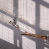фотография Алина Астровская фотография Алина Астровская
