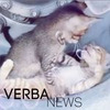 разместить рекламу в блоге Ирина Верба разместить рекламу в блоге Ирина Верба