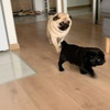 реклама в блоге Василий pug_leonid реклама в блоге Василий pug_leonid