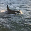 новое фото Диана Голубкова новое фото Диана Голубкова